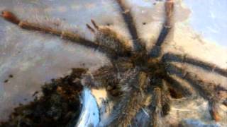 Tarantula Feeding Video 108  With a New T [upl. by Perseus888]