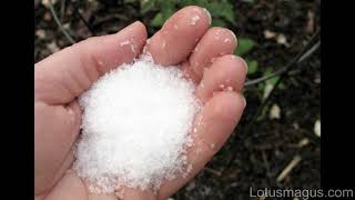 Epsom Salt for Pest Control  Is this Effective [upl. by Gasperoni]