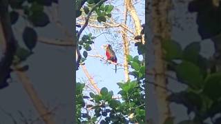 Tucano de Bico Verde Cantando Livre [upl. by Homer48]