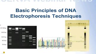 SERVA Webinar DNA Elektrophorese  Die Grundlagen Deutsch [upl. by Einnalem]