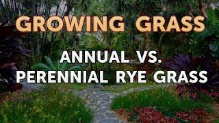 Annual vs Perennial Rye Grass [upl. by Jaylene841]