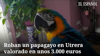 Roban al papagayo Paco en Utrera valorado en 3000 euros la familia destrozada [upl. by Nessie]