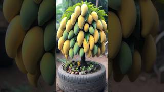 Expert Reveals Top Mango Planting Secrets for Maximum Harvest shorts farming satisfying [upl. by Nnairak197]