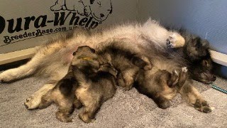 Keeshond Puppies quotThe Famousquot Litter [upl. by Ennis]