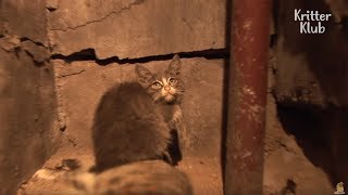 Kitten Takes Care Of Her Moms Corpse  Animal in Crisis EP18 [upl. by Ahders100]