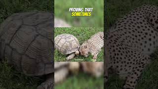 Cheetahs Unlikely Best Friend Emotional Support Tortoise in Florida 🐆🐢 Cheetah Tortoise [upl. by Leinahtam]