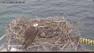 Port Lincoln Osprey Live Stream [upl. by Otsirave]