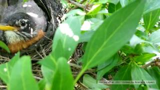 Brood parasitism Ability to recognize foreign eggs by American robin [upl. by Karil]