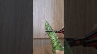 How to Grow Snake Plant from Cutting shorts [upl. by Enneiluj420]