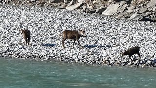 Alpine chamois near Rhine river in Chur Switzerland [upl. by Lechner]