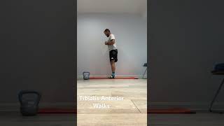 Tibialis Anterior Banded Walks strengthtraining strengthandmobility shinsplints physiotherapy [upl. by Gerianne61]