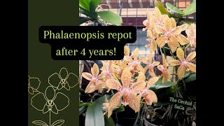 My Phallaenopsis Rheingold x pallens needs a repot after 4 years D [upl. by Ahsiym]