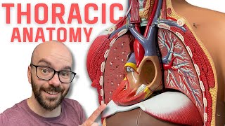 Thoracic Region Anatomy  Every Chest Cavity Structure Labeled [upl. by Ardnael]