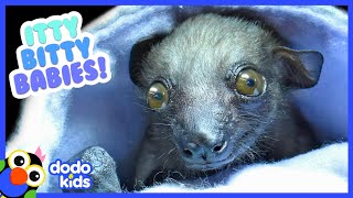 The Tiniest Most Adorable Baby Animals Ever  30 Minutes of Animal Videos  Dodo Kids [upl. by Sirc]