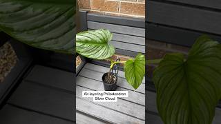 Airlayering Philodendron Silver Cloud philodendron propagation indoorplants [upl. by Anirehc]