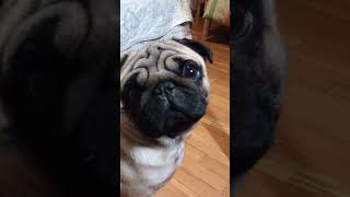 carlino puglife puppy pug funny puglove babypug [upl. by Balliol]