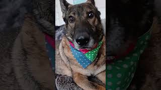 The Science of Stylish DIY Reversible Dog Bandanas DIY Dog Bandanas  Reversible Sewing Tutorial [upl. by Emersen]