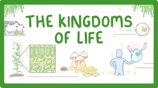 Kingdoms of Life  Animals Plants Fungi Protoctists Bacteria and Viruses 1 [upl. by Dleifyar]