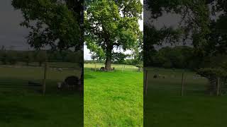 RARE BREED HERITAGE HERDWICK SHEEP IN A FIELD NEAR RICHMOND [upl. by Enelegna36]