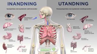 Vår andning påverkar nervsystemet [upl. by Pimbley839]