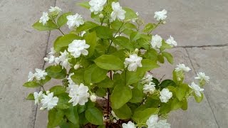 How to grow Jasmine plant in the pot [upl. by Aramoy55]