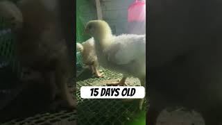 Broiler chicken 45days youtubeshorts youtube poultryfarming chickenfarming [upl. by Yennek]