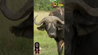 Oxpecker menace shorts Oxpecker buffalo [upl. by Audy42]