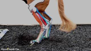 Equine Biomechanics The Lower Limb in Action [upl. by Nnahgaem]