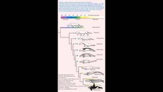 Understanding Biological Precedence [upl. by Lambrecht]