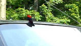 Scarlet Tanager Attacks ReflectionMOV [upl. by Haisej]