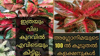 Aglaonema varieties at low priceBeautiful Indoor plantsCalathia varietiesGardenecahome [upl. by Aramas]