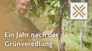 Ein Jahr nach der Grünveredlung  Weingut SingerBader [upl. by Reneta]