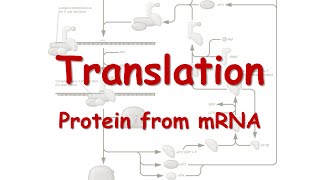 Translation Protein from RNA [upl. by Kiraa]