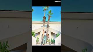 Los Cabos family vacation vacation travelvlogs loscabosmexico familyfun [upl. by Tamar621]