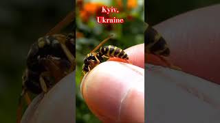 WHY PAPER WASP DOES NOT STING ME Why I do not afraid of wasps wasps entomology polistes [upl. by Perlie]