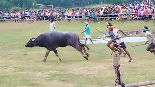 Buffalo fight Bashra Puruliya 18092024 [upl. by Adnuahs]