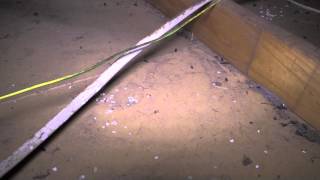 Rodent Damaged Electrical Wiring [upl. by Fregger988]