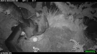 Southern Giant Petrel attacking breeding Atlantic Yellownosed Albatross on Gough Island [upl. by Idelle]