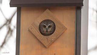 Owlcam Sawwhet owls Feb 1 2024 live stream [upl. by Lanza339]