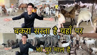 okhla dhobi ghat bakra mandi  latest update  bakra mandi today  bhains mandi  bakra eid 2024 [upl. by Noraed]