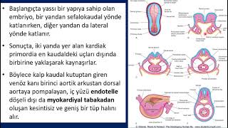 Kalp ve damar sisteminin gelişimi ve histolojisi [upl. by Salis]