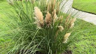 Pampas grass cortaderia selloanamagandang bulaklak talahib grassplant grass [upl. by Nylasej]