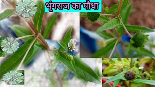 Maha Bhringraj ko kaise pahchanebhringraj k plant ko kaise pahchane full information☺️☺️ [upl. by Phelgen]