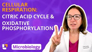 Cellular Respiration Citric Acid Cycle amp Oxidative Phosphorylation Microbiology  LevelUpRN [upl. by Cleon]