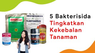 Kekebalan Tanaman Meningkat 5 Bakterisida dari Bahan Aktif Golongan Antibiotik [upl. by Elocn941]