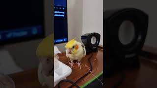 My Cockatiel is Always Up to Mischief birds cockatielfunny [upl. by Alvie]