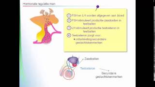 Voortplanting  hormonale regulatie voortplanting man [upl. by Ayotna]