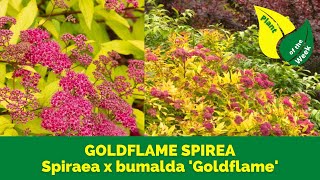 GOLDFLAME SPIREA  Spiraea x bumalda Goldflame [upl. by Ydnamron]