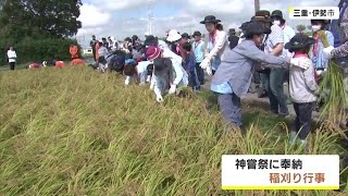 伊勢神宮「神嘗祭」に奉納する米の稲刈り 地元の子供達も参加し鎌の使い方教わりながら刈り取る 三重 [upl. by Attecnoc]