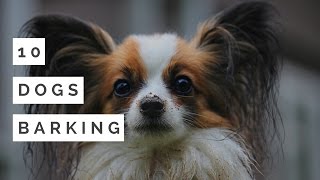 DOGS BARKING LOUDLY Make your dog or cat go crazy  HD SOUND EFFECT [upl. by Bonns]